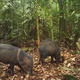Collared peccaries, seen above, enjoy eating the cassava crops that Brazilian farmers depend on to survive.